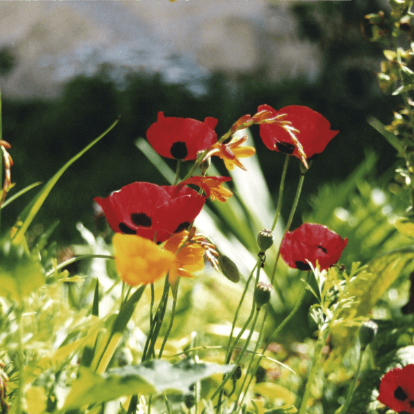 poppies
