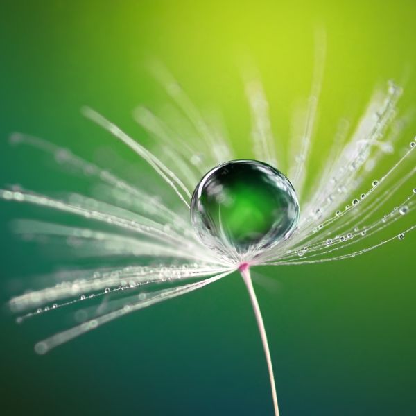 Flower with water droplets