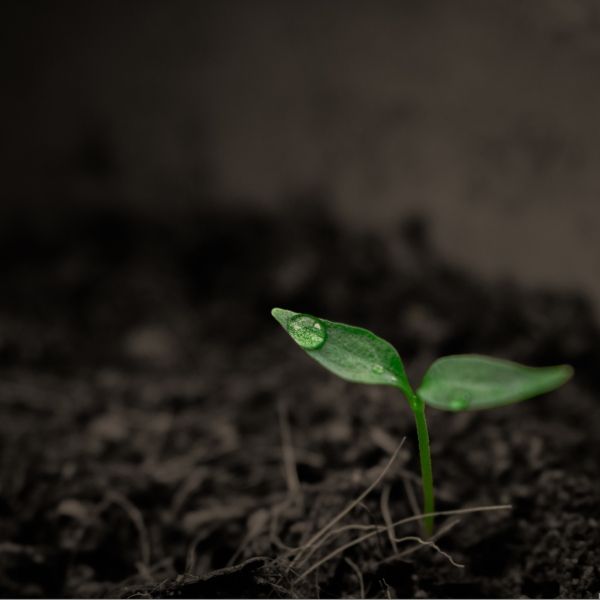 Seedling growing in dirt. 