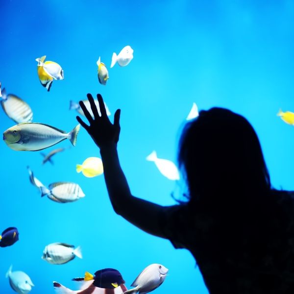 A silhouetted child stands in front of an aquarium tank with fish in it